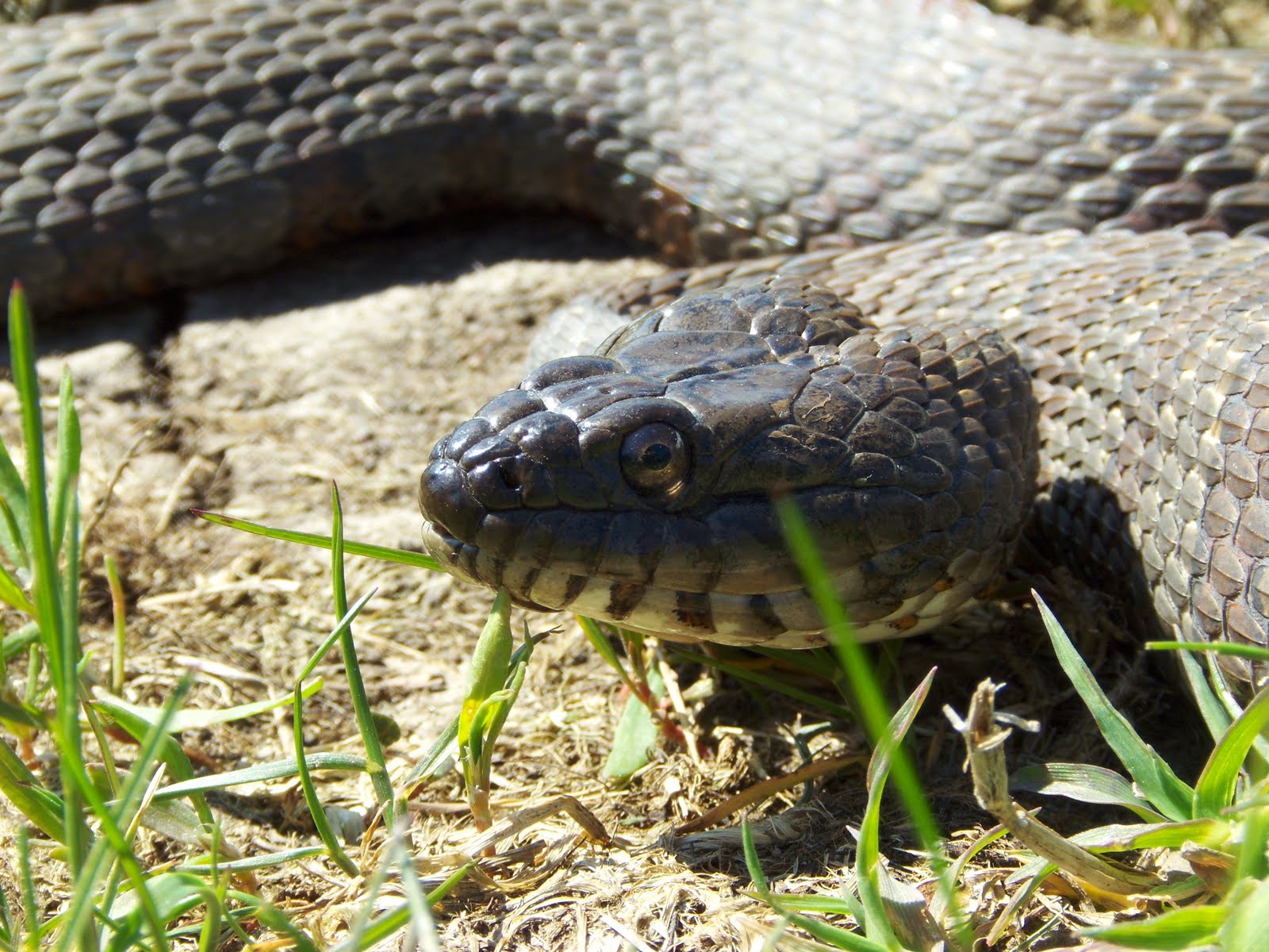 Iowa Reptiles: Water Snake on a cool day!