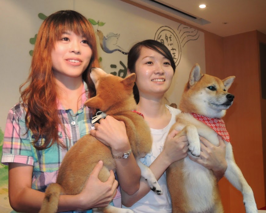 新北市找來大、小柴犬當主角拍攝CF,化身「茶爸與小茶」帶大家走進坪林!圖:陳冠廷/攝 新北市找來大、小柴犬當主角拍攝CF,化身「茶爸與小茶」帶大家走進坪林!圖:陳冠廷/攝