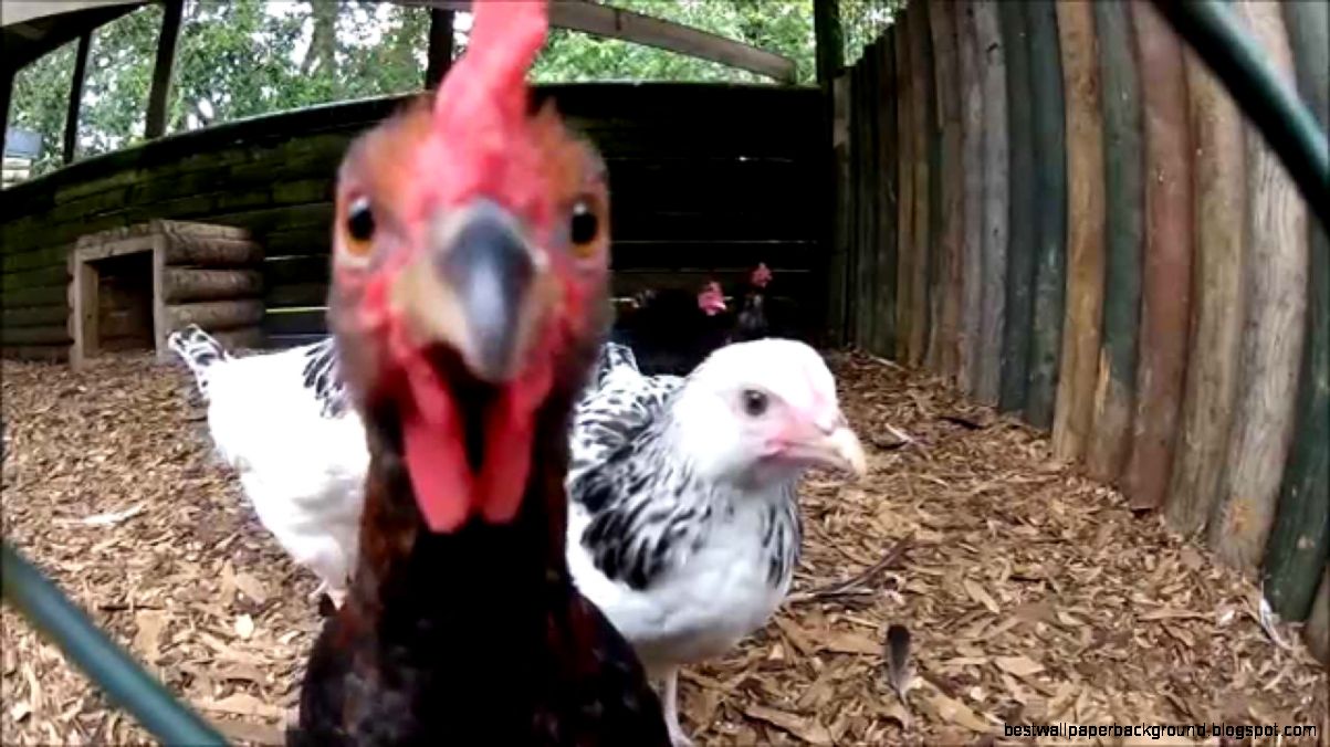 Funny Chickens YouTube Funny Chickens YouTube