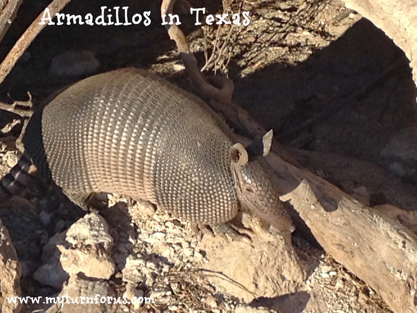 Armadillos in Texas