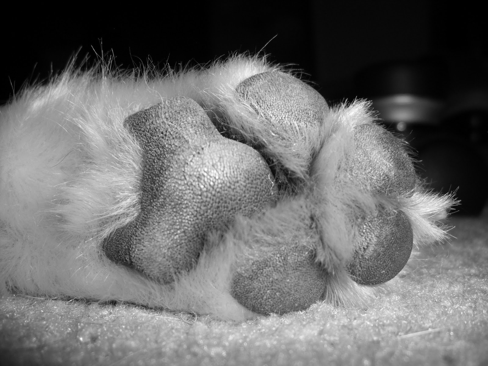 The Dog Blog A Dog's Fingerprint