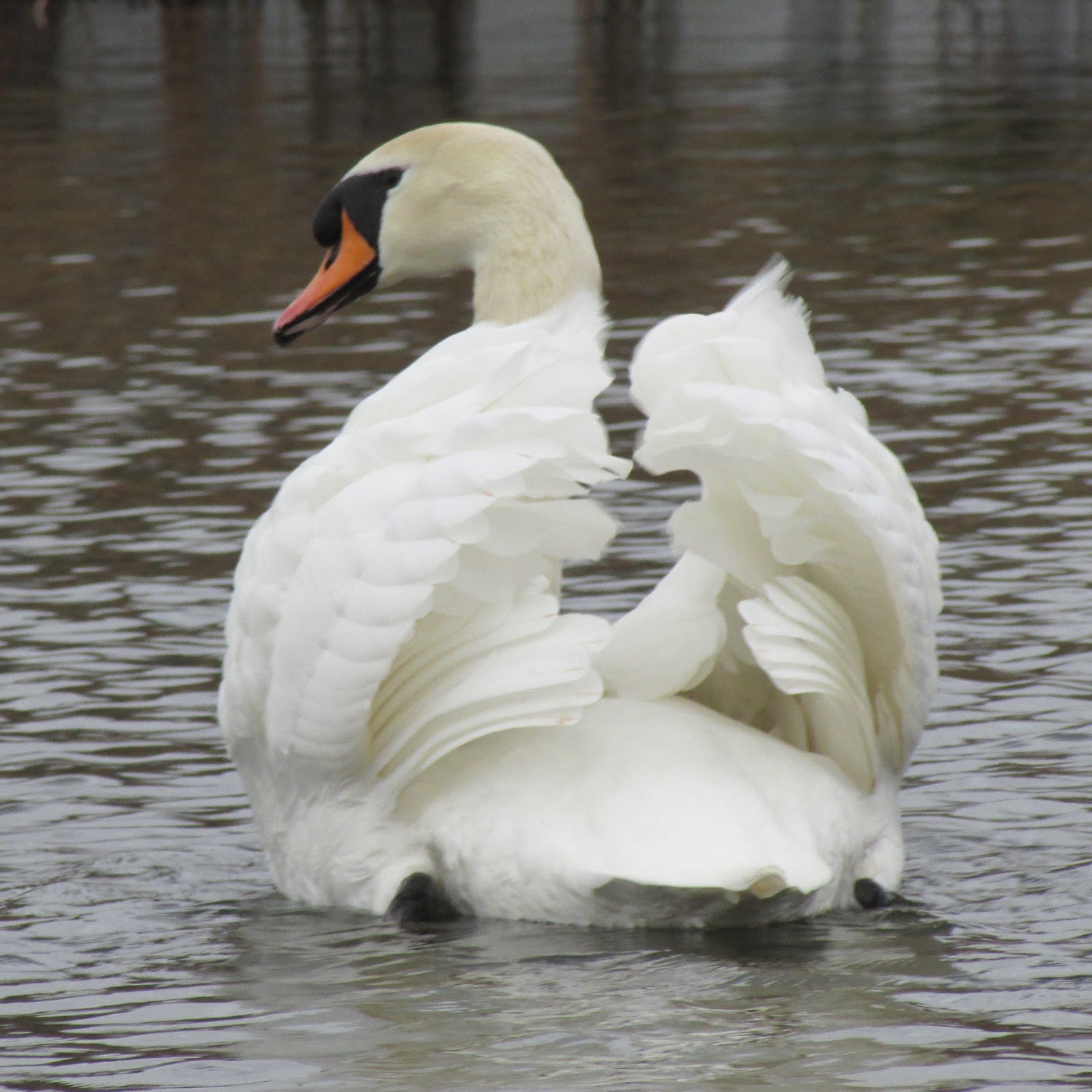 The Rattling Crow Busking Mute swans