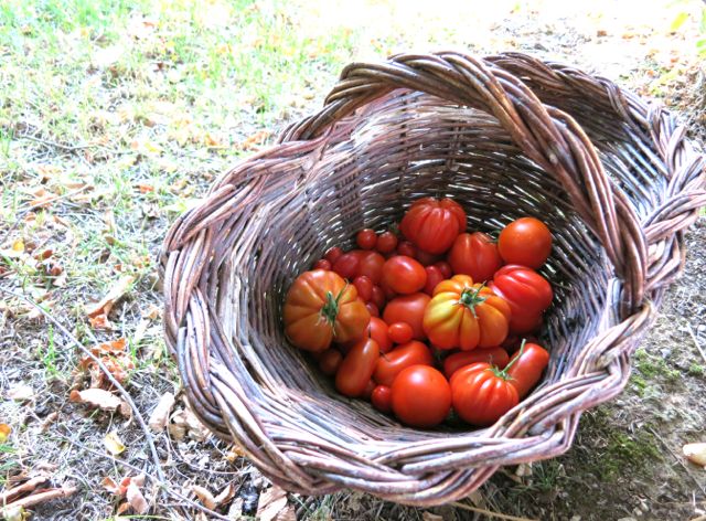 Tomatoes from our garden www.ElizabethMinchilliInRome.com Tomatoes from our garden www.ElizabethMinchilliInRome.com