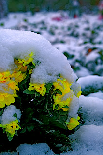 Fleur sous la neige - Berlin