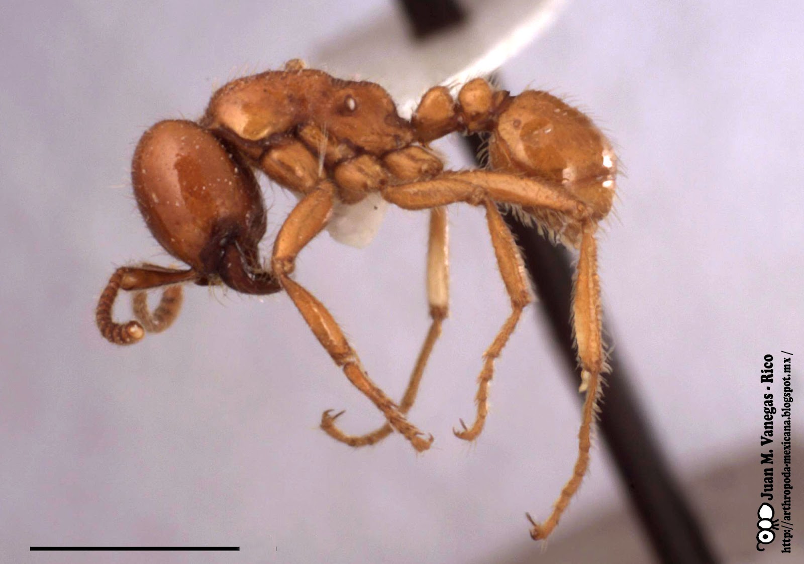 ARTHROPODA MEXICANA Labidus coecus (Latreille)