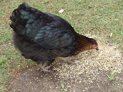 Miss Ethel-Pullet