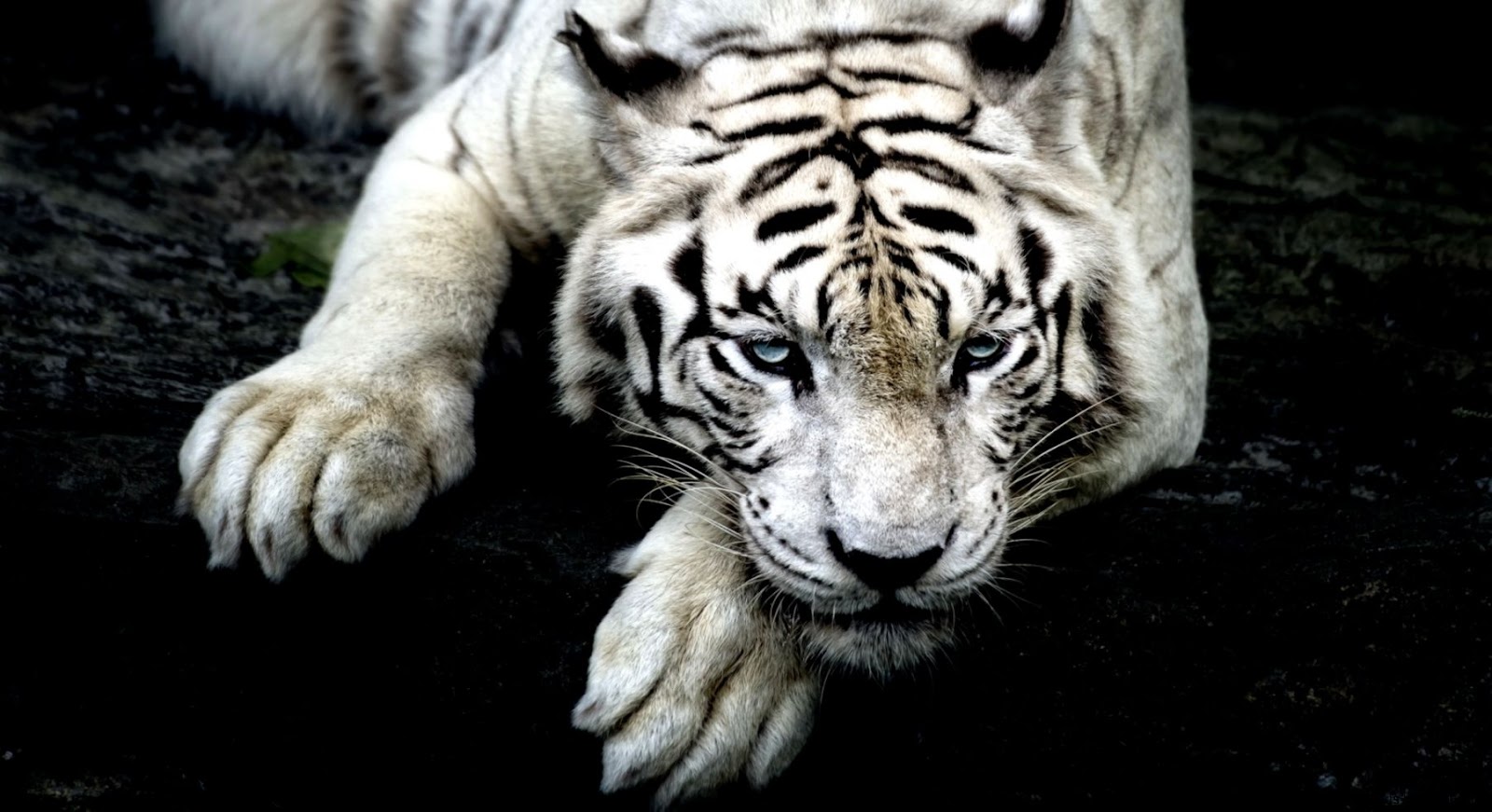 White Tiger 1920X1080 White Tiger 1920X1080