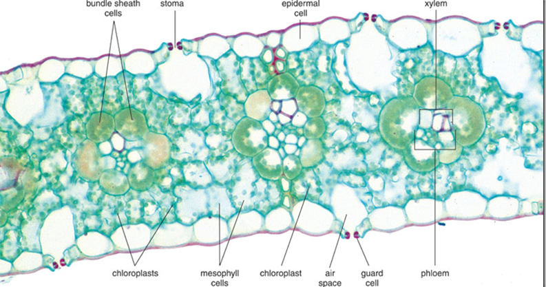 Difference between Mesophyll Chloroplast and Bundle Sheath Chloroplast