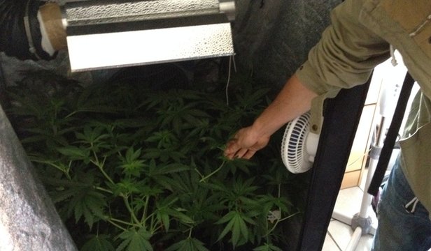 materiel de culture cannabis