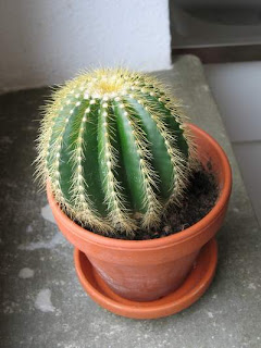 Cuidados del cactus macetas