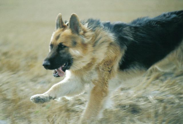 Top Dog Breed Known For Attack Statistics Top Dog Breed Known For Attack Statistics