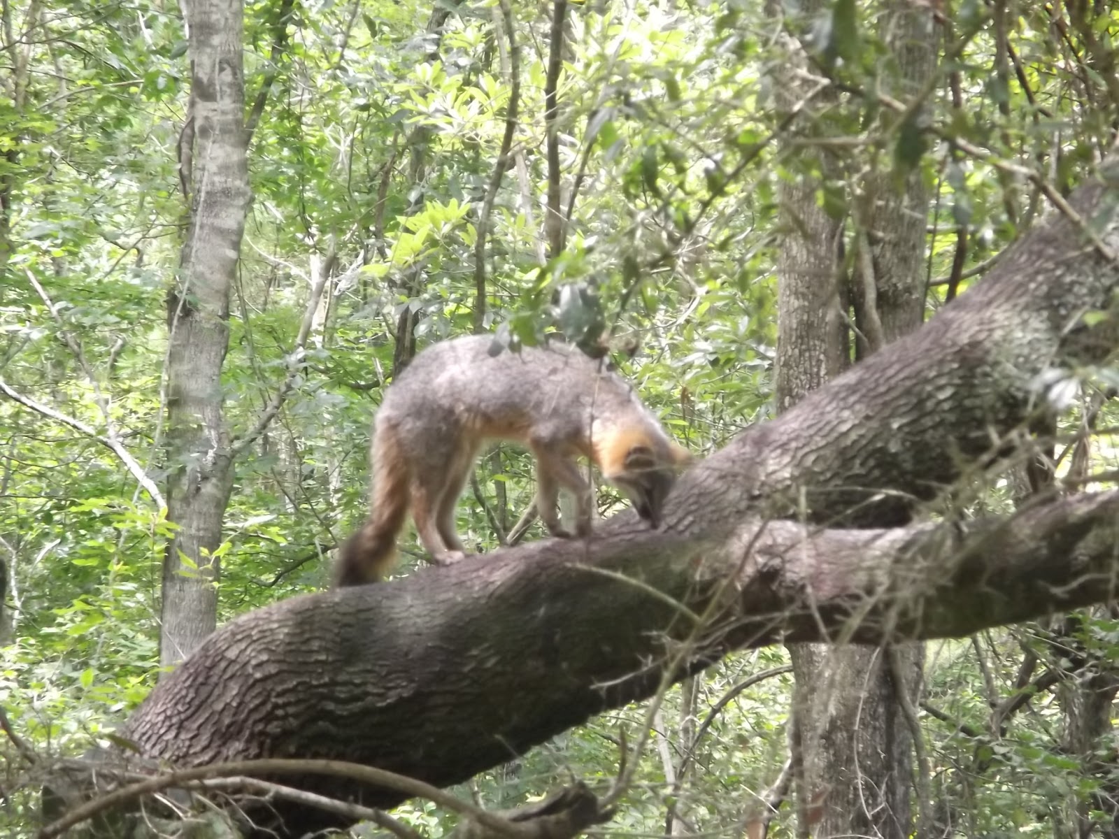 The Natural World The Fauna of South Carolina Cetaceans, Foxes and Otters