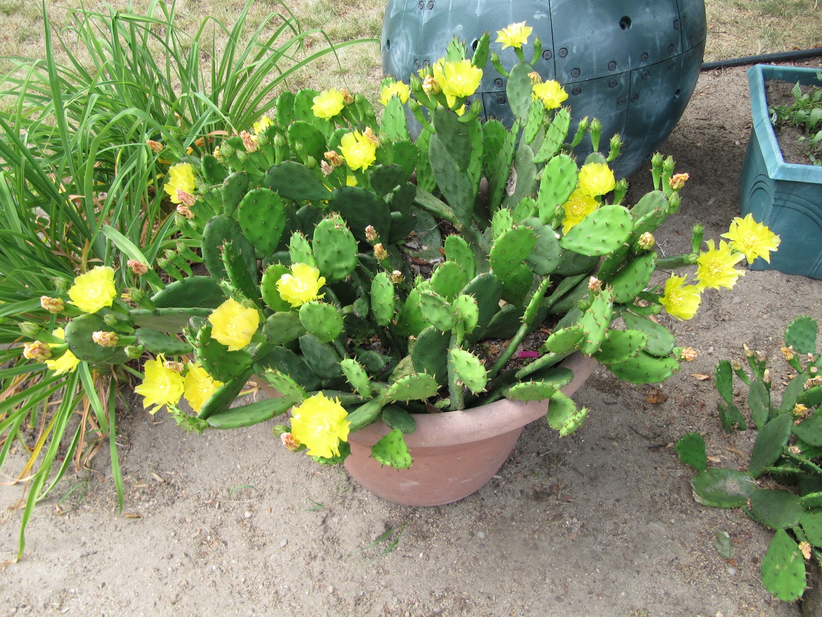 Mooki Mutterings Michigan cactus