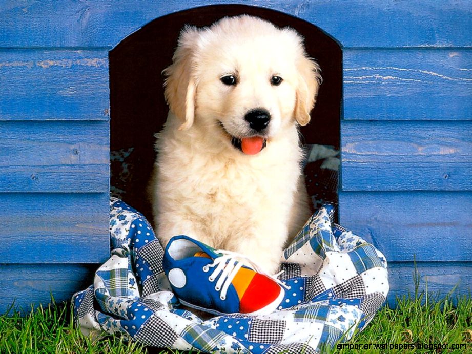 Golden retriever puppies wallpaper Wallpaper Wide HD Golden retriever puppies wallpaper Wallpaper Wide HD