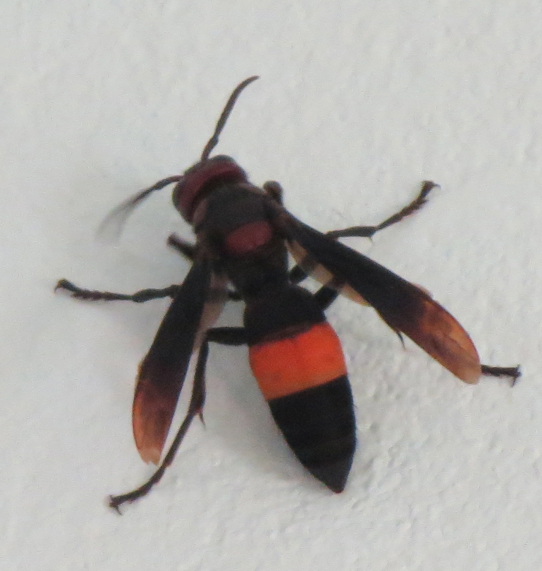 Teaching in Thailand — Deadly wasps