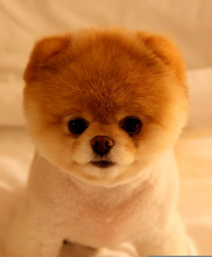 pomeranian grooming teddy cut my ultimate obsession pomeranian grooming cut styles pomeranian grooming teddy cut my ultimate obsession pomeranian grooming cut styles