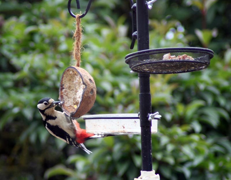 Greater Spotted Woodpecker - Watsy's Web Site