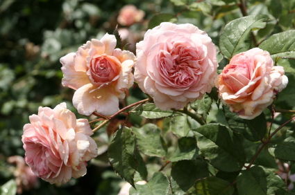 Different Types Of Rose Bushes With Pictures - Jackson Perkins