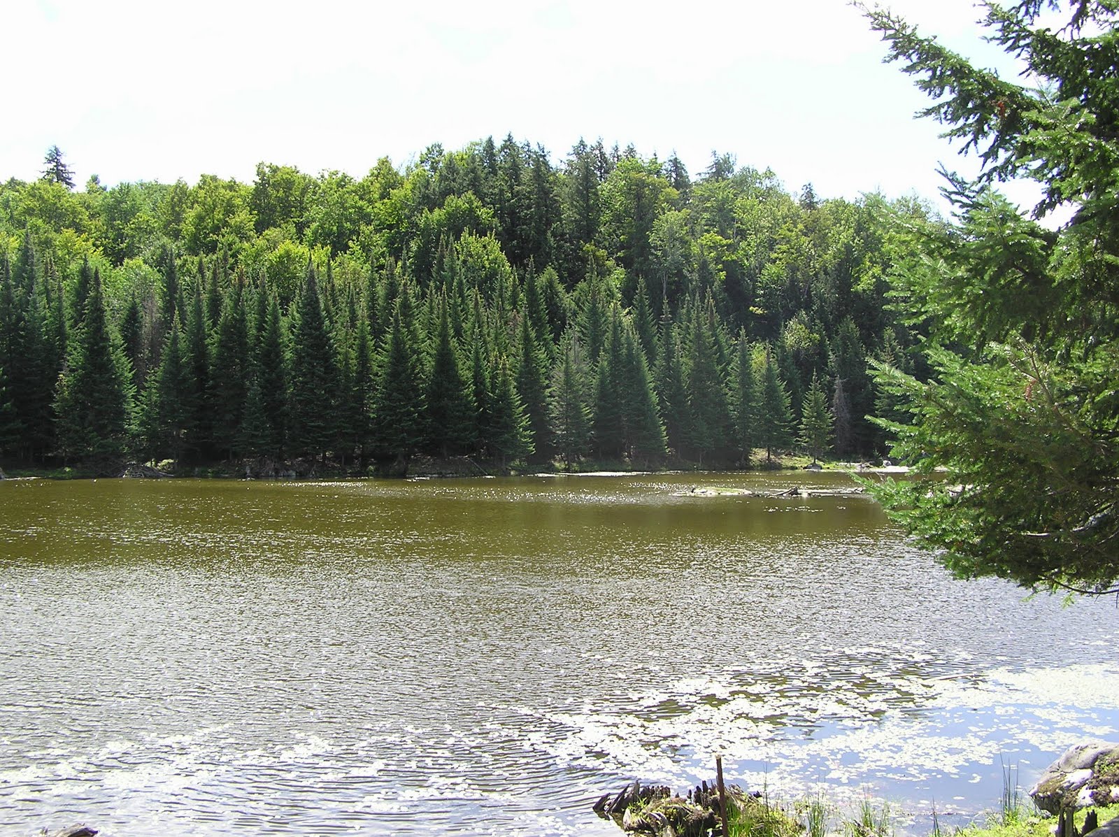 Neesie Natters Fiddler Lake, Milles Isles, Laurentains Region of