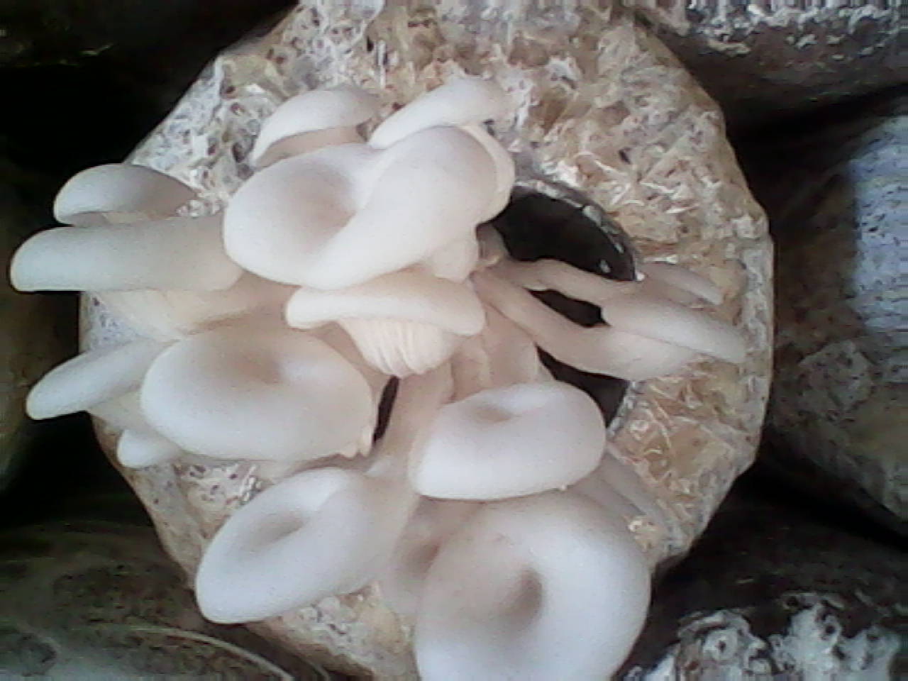 Cara Budidaya Jamur Tiram Putih