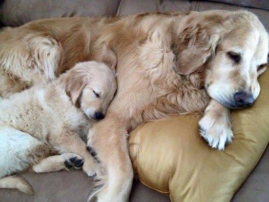 Labrador And Golden Retriever Golden Retriever