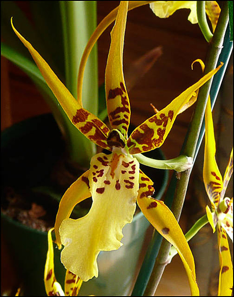 brassière the north face