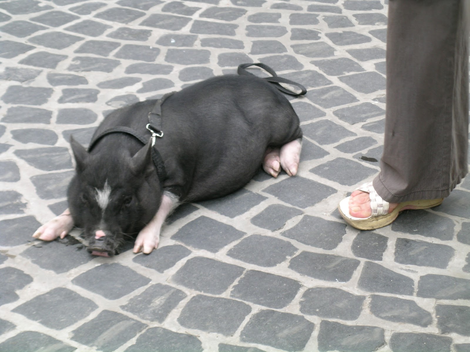 Yemek Kültürü 6 Ön Asya Mutfağında Yemek Çeşitleri 4
