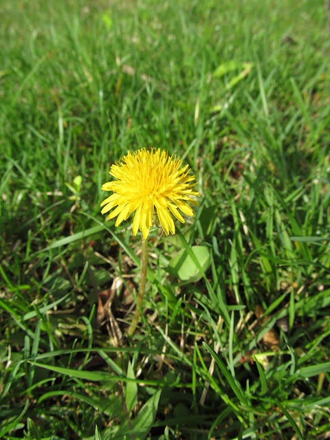 dandelion