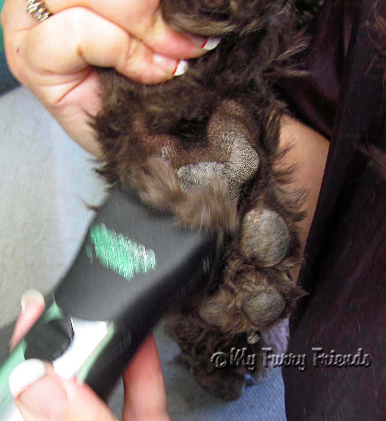 Pet Grooming The Good, The Bad, & The Furry Shaving Poodle Feet