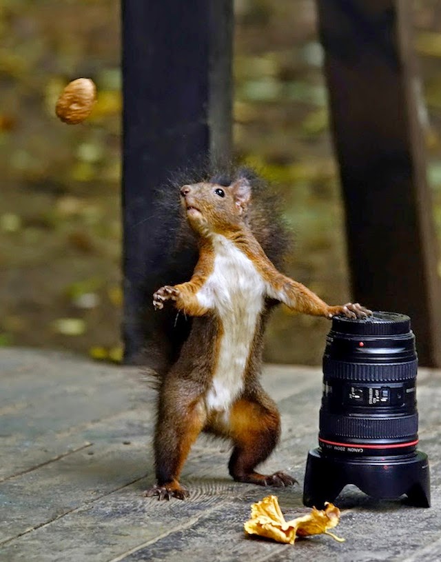 10-Perfectly-timed-animal-shots | Catch Me Perfectly-timed-animal-shots