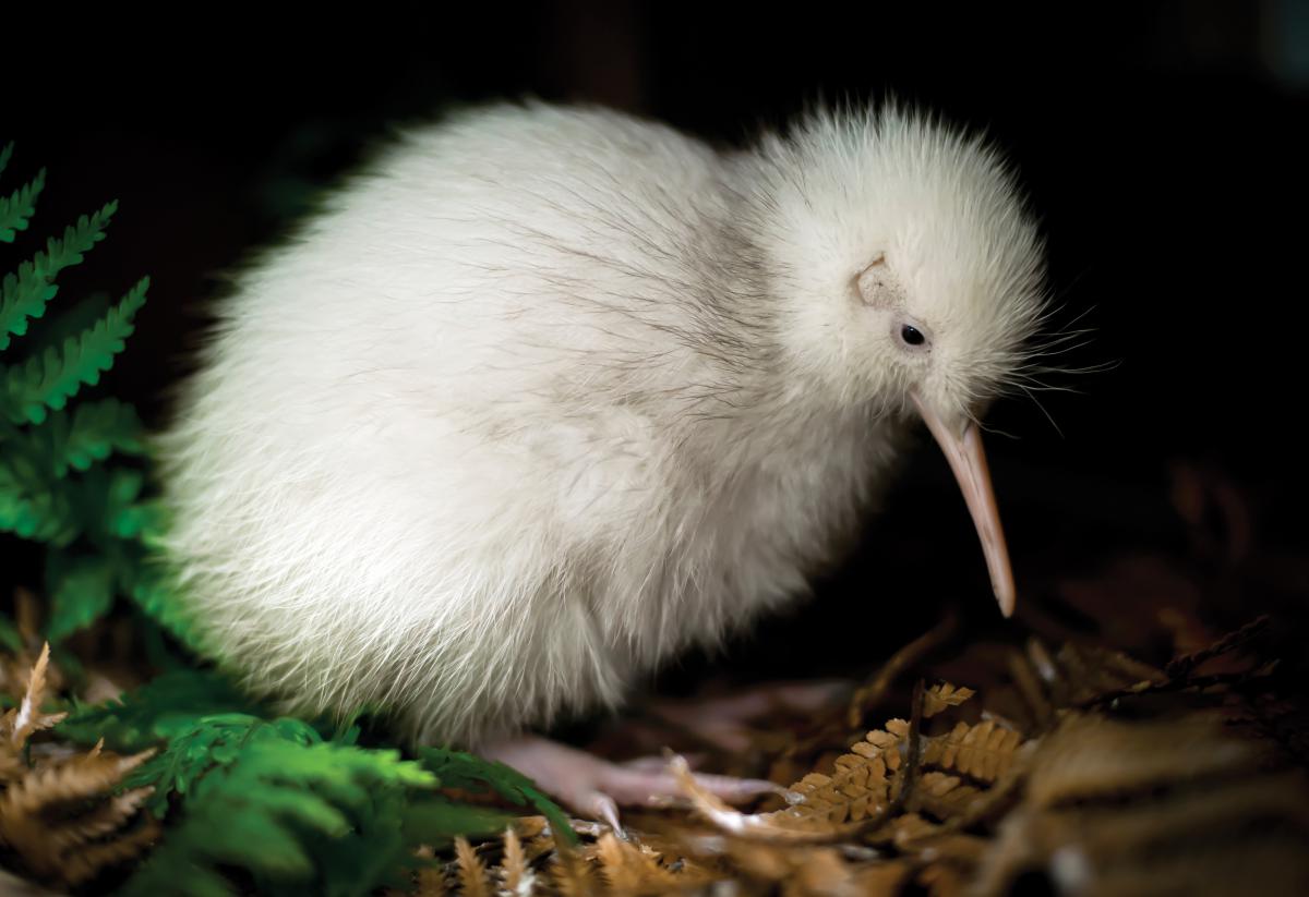Hola Nueva Zelanda Los mejores 10 lugares para ver kiwis en Nueva Zelanda