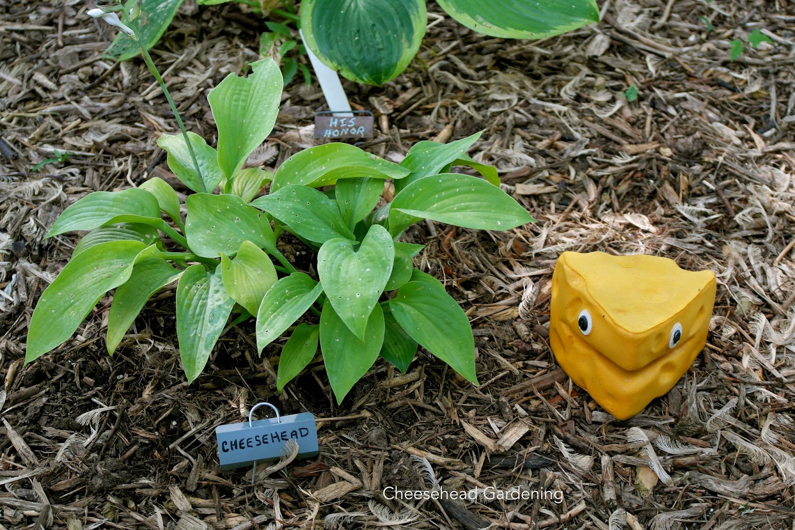 Cheesehead Gardening