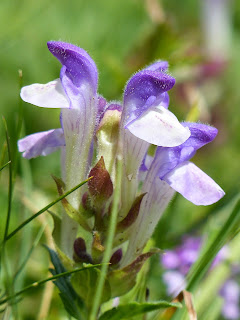 Scutellaria alpina - Alpine skullcap - Tercianaria alpina - Toque des Alpes - Alpen-Helmkraut