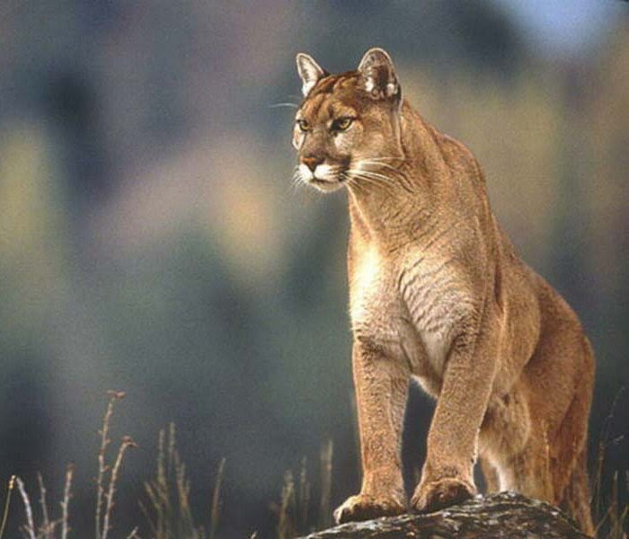 puma sierra