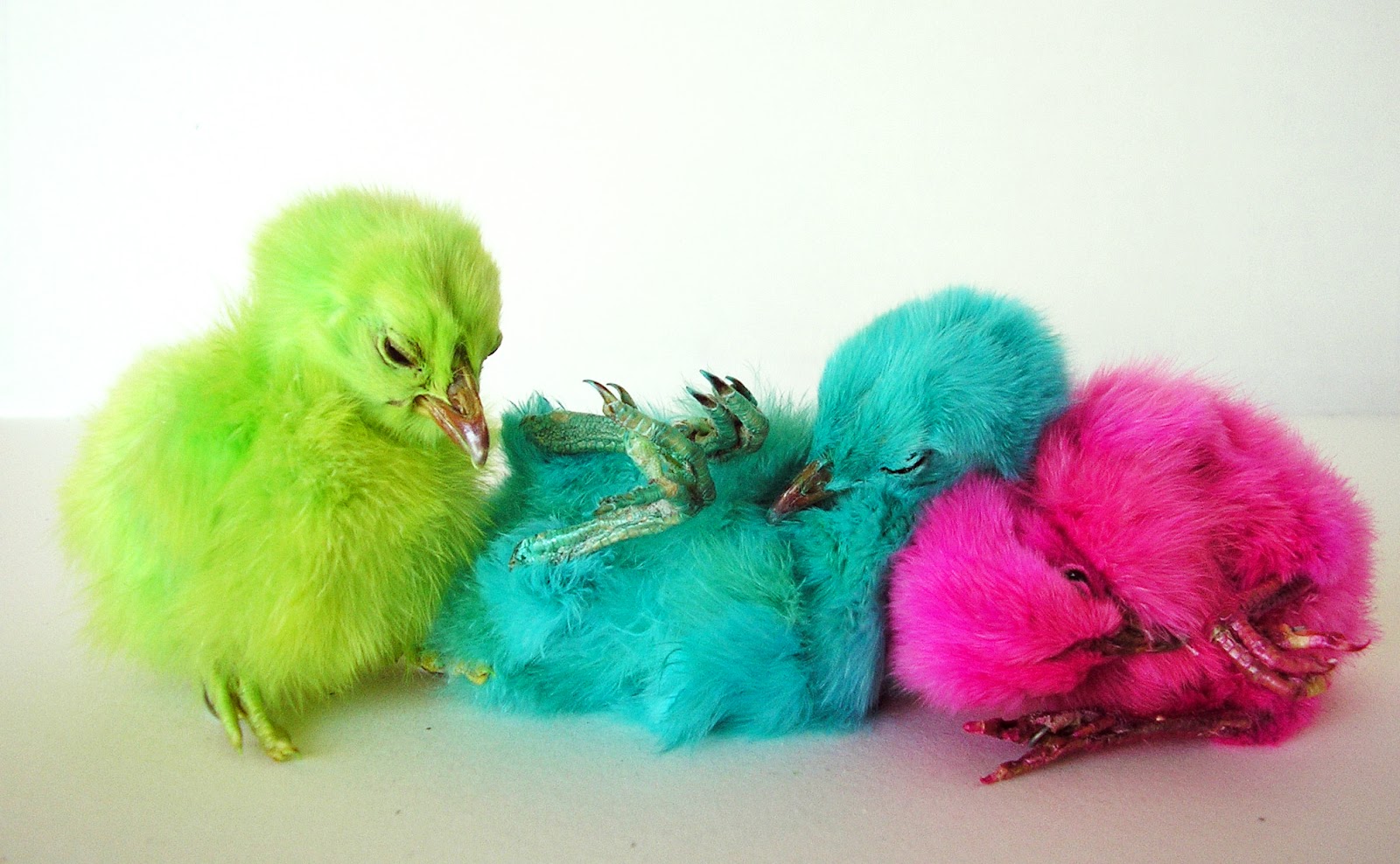 Dyed Easter Chicks