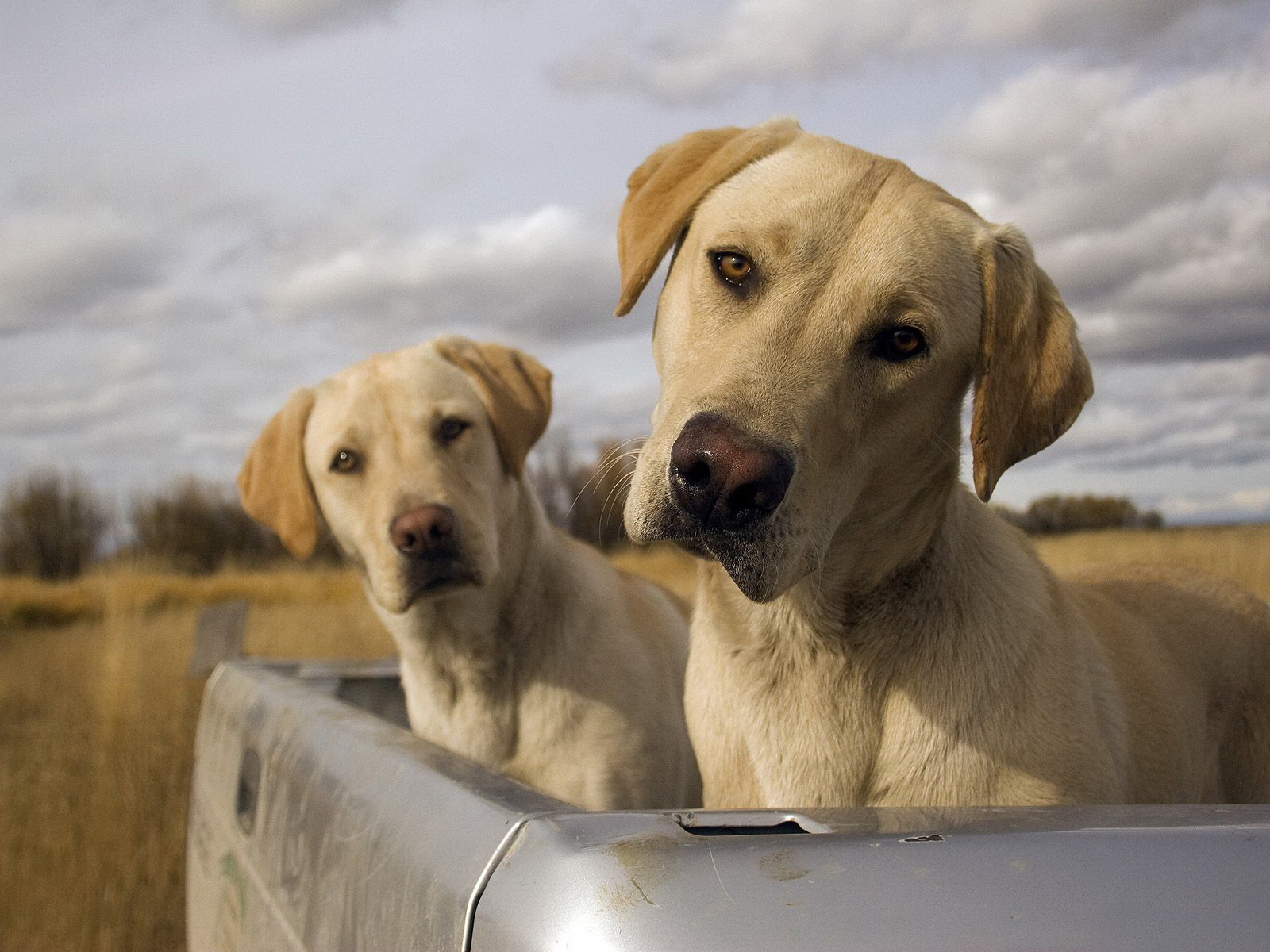 123Walls | Download High Quality Wallpapers: Dogs Wallpapers
