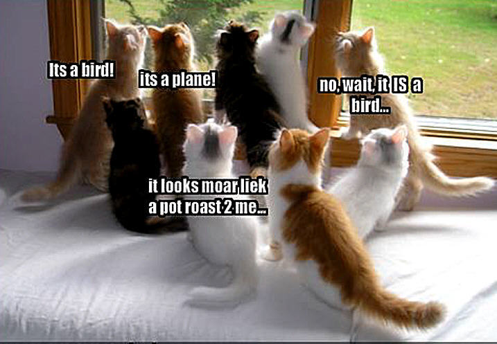 2 Cute Animal Pics Group Of Funny Cats Staring Out Window
