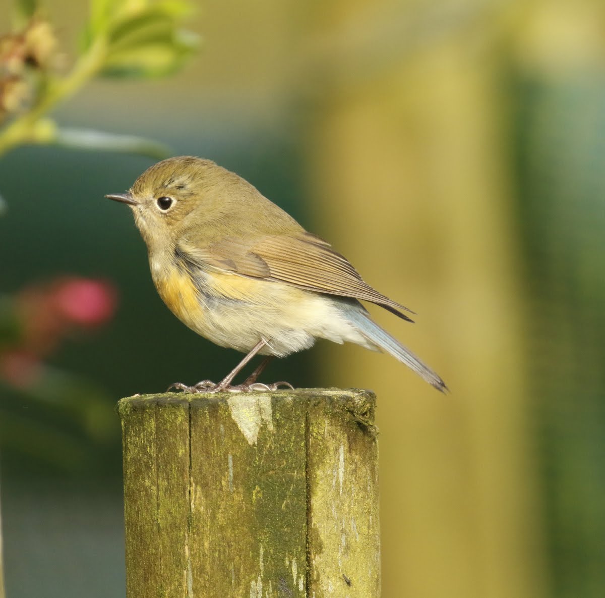 Red flanked  Bluetail