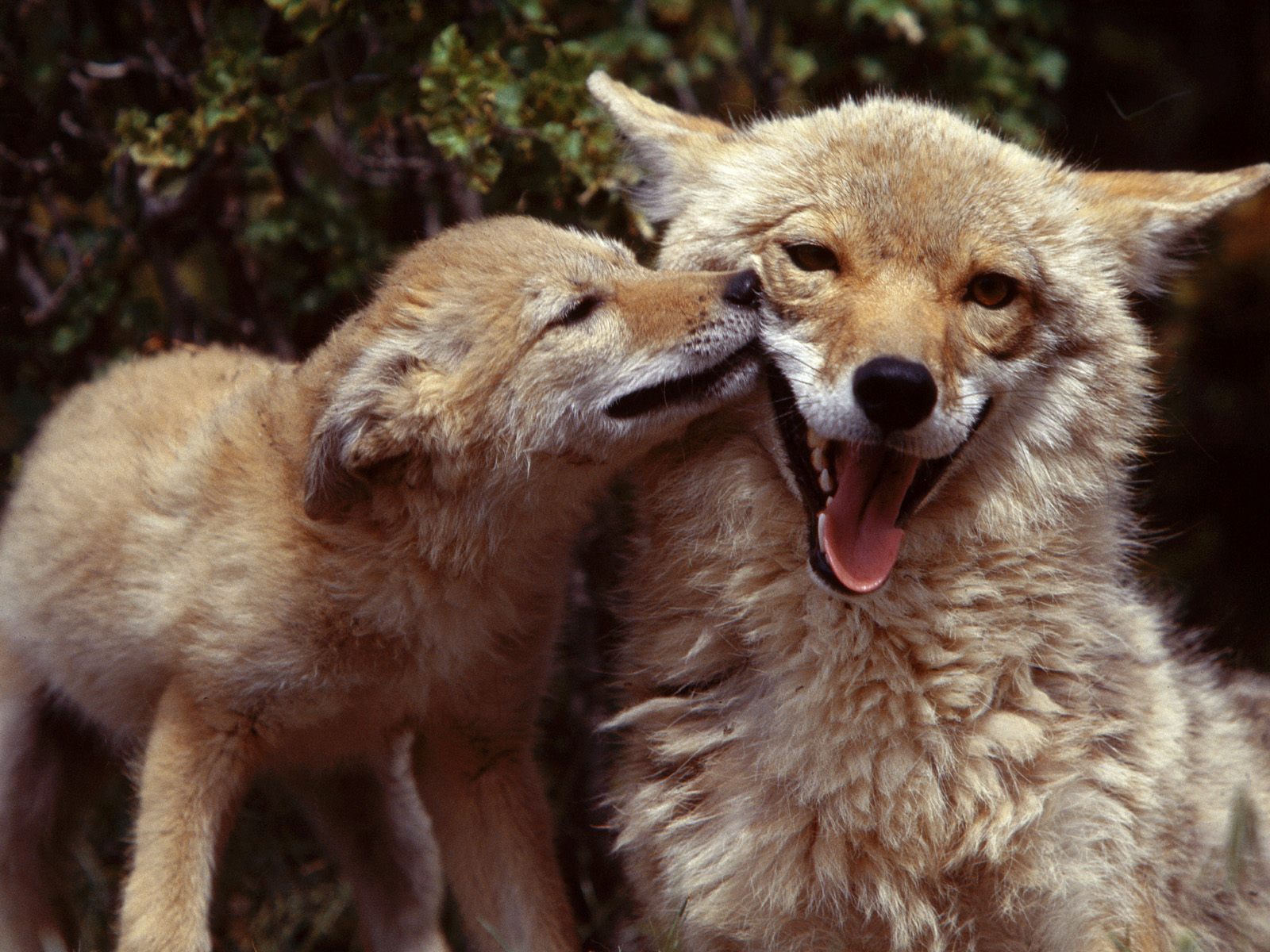 http://3.bp.blogspot.com/-N0DCUD_HLKQ/UHih0rA4nZI/AAAAAAAAMNU/-sMhC3wKl_I/s1600/Copia+de+Coyote+Mother+and+Pup.jpg