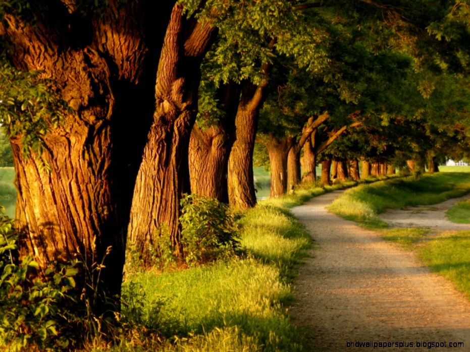 Awesome Trees Wallpapers Full HD Pictures Awesome Trees Wallpapers Full HD Pictures
