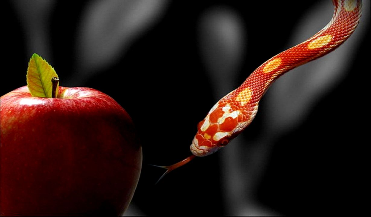 Free Download HD Red Snake and Red Apple Wallpaper Download FREE Free Download HD Red Snake and Red Apple Wallpaper Download FREE