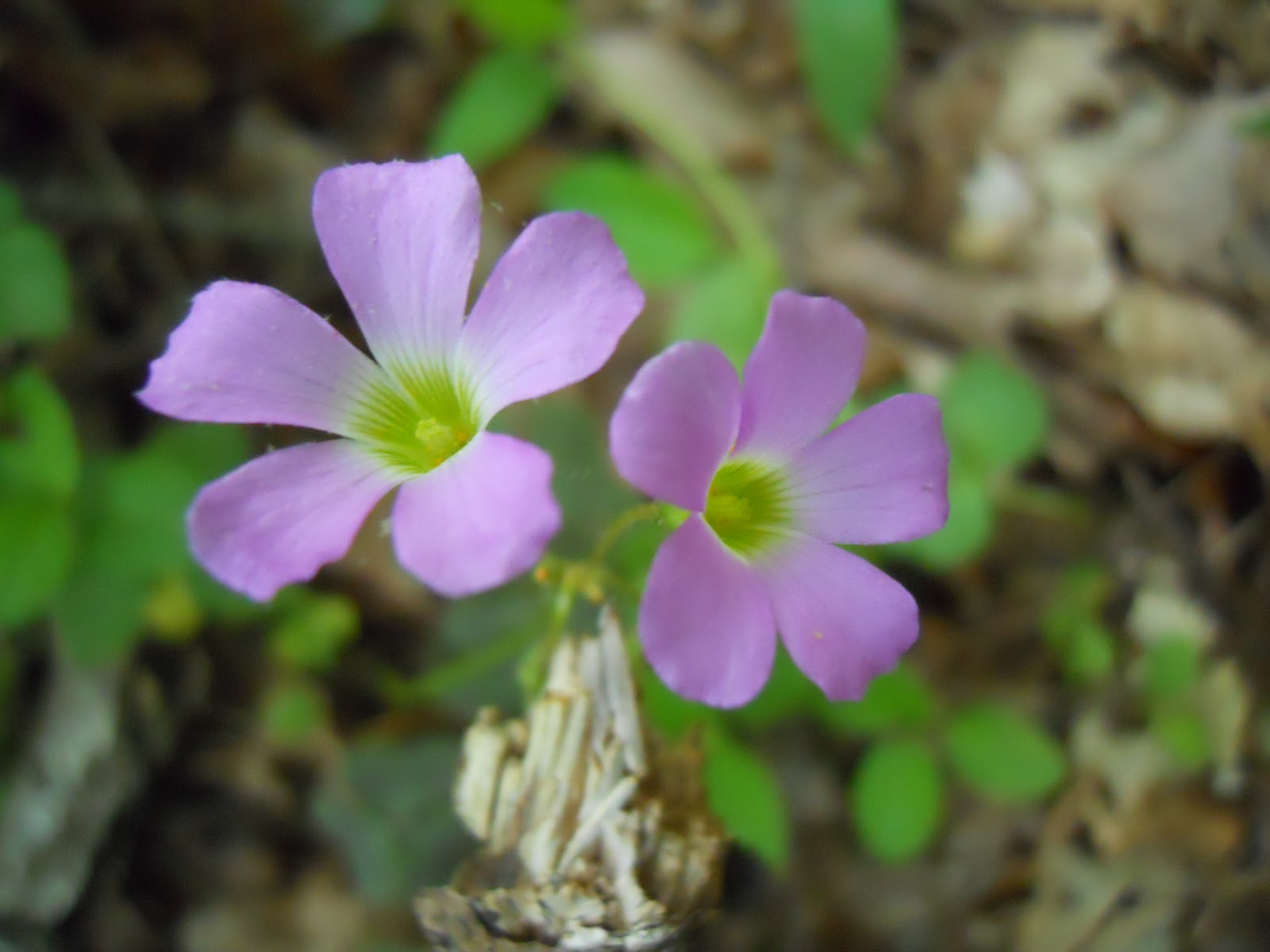 Go on the Cheap Flowers of Oak Ridge Reservation