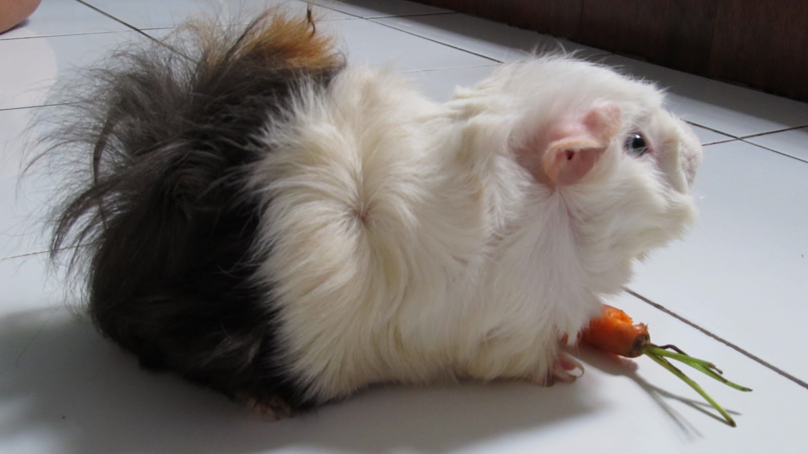 Hamster dan Marmut alias Tikus Belanda (Guinea Pig ...
