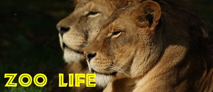 Zoo Life - My time and experiences with animals