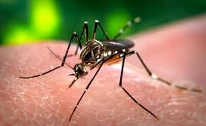 A Short Essay About Dengue Words World Education Notes Meterail A Short Essay About Dengue Words High School Essay Writing also Essay About Healthy Food Personal Essay Thesis Statement