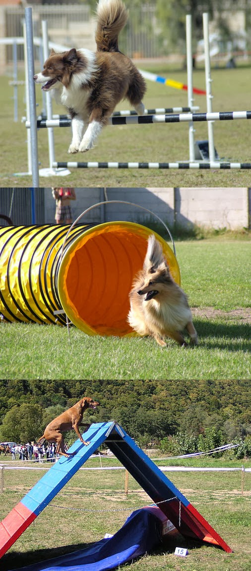Dog Agility Equipment: Jump, Tunnel, A-Frame Dog Agility Equipment