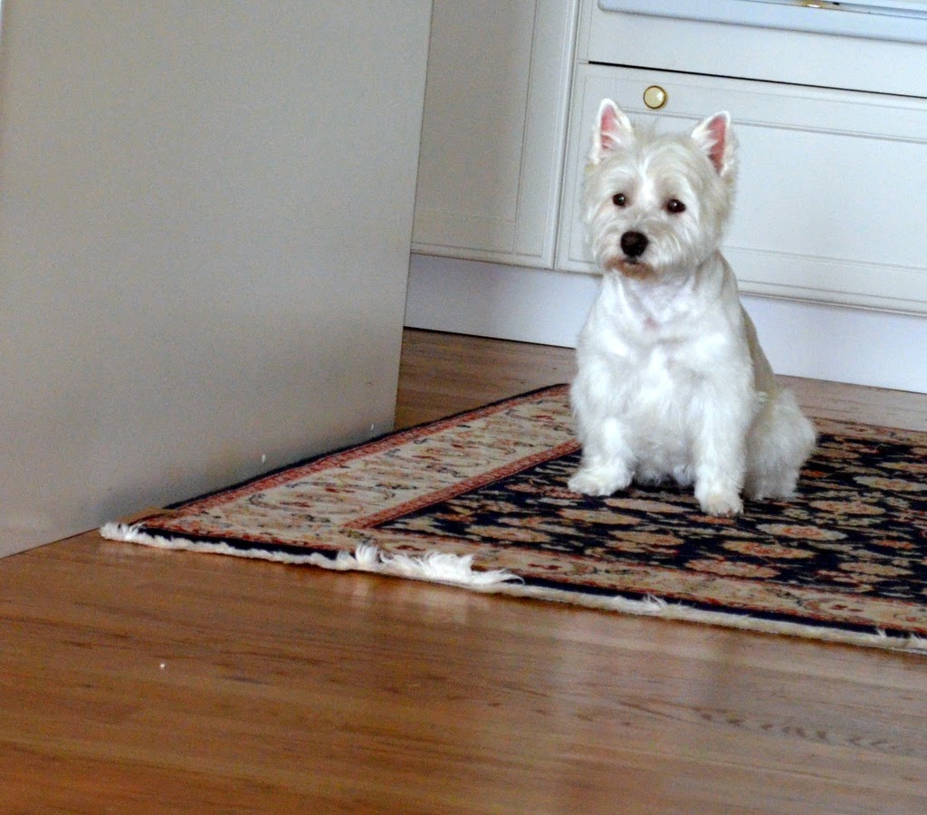 Westie Julep Newly Groomed Westies & Things I Made