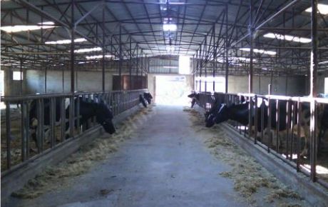 turkiye nin buyukbas hayvan varligi yuzde 9 kucukbas hayvan varligi yuzde 10 artti harranzootekni