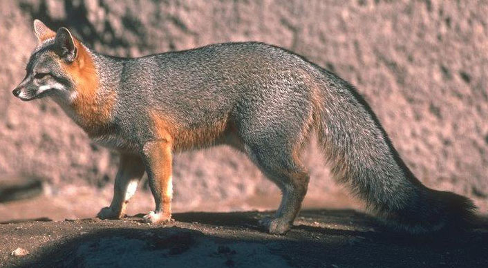 Fox Gray