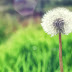 Wallpaper Countryside Dandelion